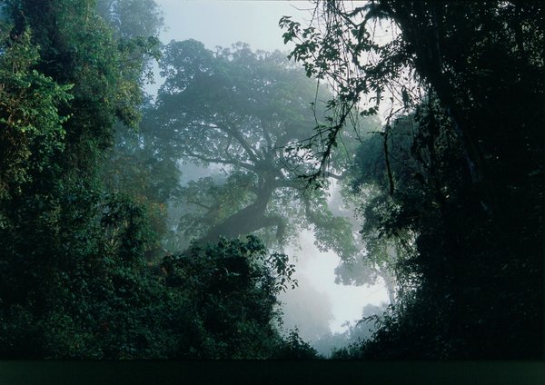 Kaffeeblüte im äthiopischen Regenwald