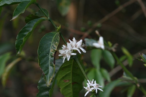 Kaffeeblüte im äthiopischen Regenwald