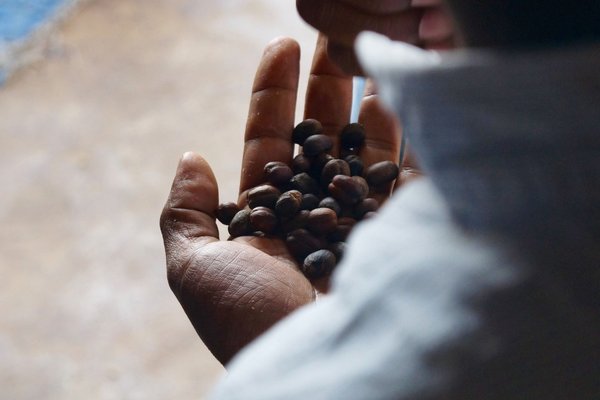 Bonga Red Mountain, Yeyibito, Espresso, 250g, GANZE BOHNE, bio-zertifiziert und aus Fairem Handel